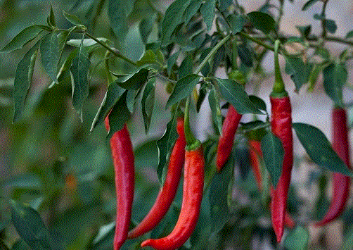 Fructe - Ardei iute Cayenne chili , 0.5g seminte