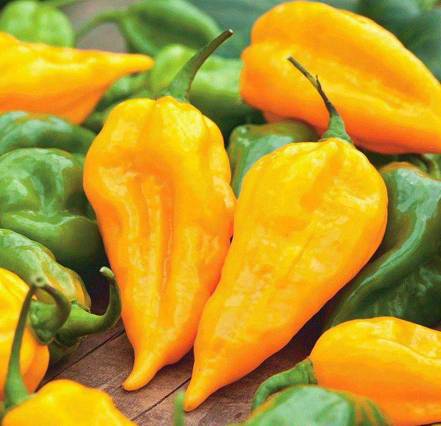 Legume - Ardei iute Mexican Habanero galben , 0.2g seminte