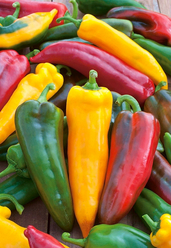 Seminte - Ardei lung Corno di Toro Giallo , 0.5 g seminte