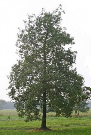 Arinul negru 50-80 cm (Alnus glutinosa), radacina libera [1]