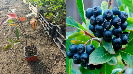 Gard viu - Aronia melanocarpa Hugin cea mai rezistenta 20–40 cm
