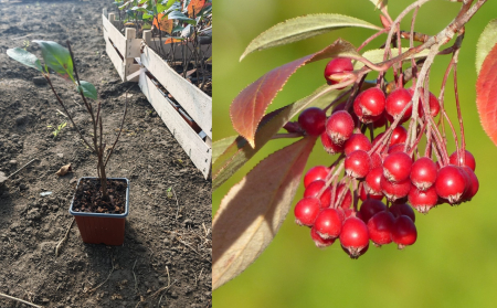 Toate produsele - Aronia rosie 20-30 cm, arbutifolia 'Brilliant' , scorus rosu