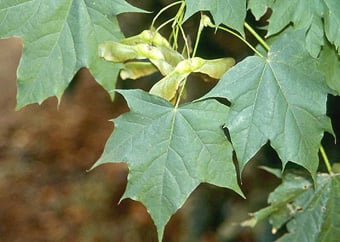 Copaci forestieri - Artar 50-80 cm , Acer Platanoides , radacina libera
