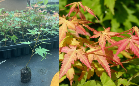 artar - Artar Japonez Phoenix rosu-verde 5-10 cm - Acer palmatum