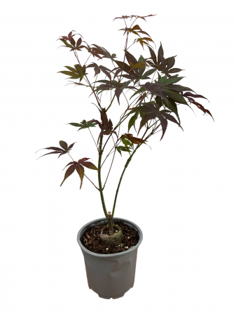 artar - Artar Japonez Rosu 20-30 cm (Acer palmatum Atropurpureum)