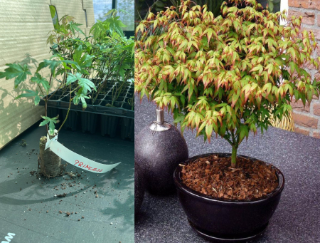 artar - Artar japonez verde rosiatic pitic 5-10 cm - Acer pal. 'Little Princess
