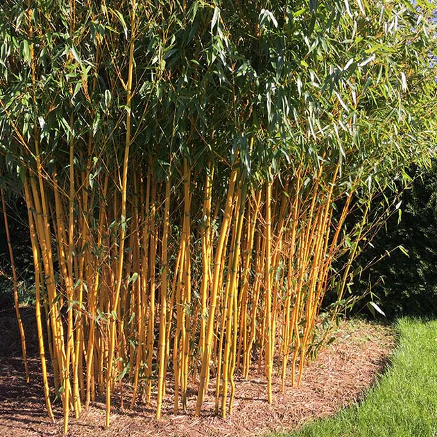 Gard viu - Bambus de gradina Phyllostachys Aureocaulis 40-60 cm – tulpini galbene, rezistent la frig, gard viu