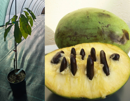 Copaci exotici (aclimatizati) - Banana nordului Davis – pawpaw Asimina triloba