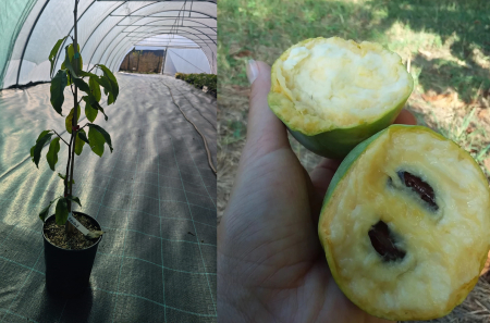 Copaci exotici (aclimatizati) - Banana nordului Georgia – Paw Paw Asimina triloba