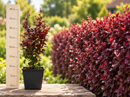 Gard viu - Berberis Atropurpurea 20-40 cm - Drăcilă Roșie la Ghiveci