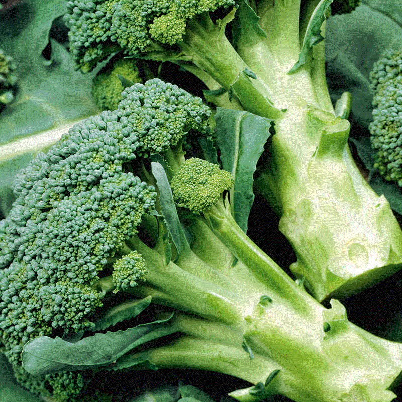 Legume - Broccoli Calabrese Natalino , 1g seminte