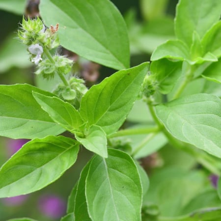 Seminte - Busuioc lamaie (Ocimum basilicum citriodora) , 0.5 g seminte