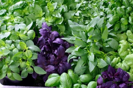 Seminte - Busuioc MIX (Ocimum basilicum) , 1 g seminte