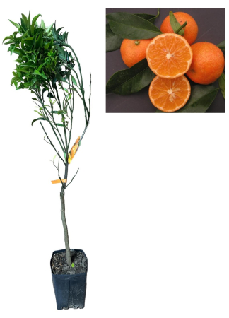Toate produsele - Caffin Clementine 90-120cm (Citrus clementina)