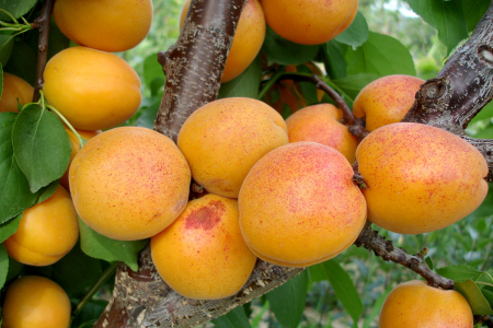 Caise -  Cais Goldrich 120-150 cm, radacina libera