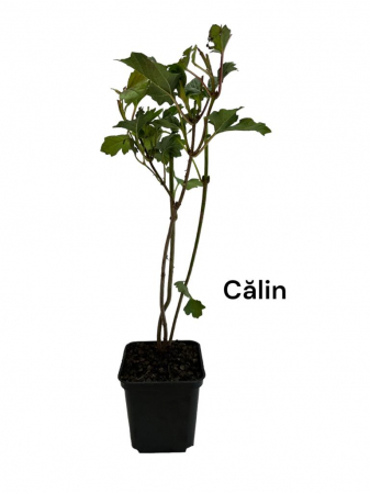 Calin, Bulgare de zapada (Viburnum opulus) [0]