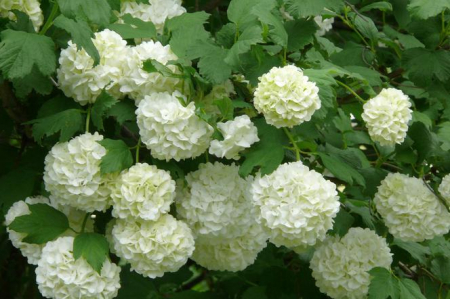 Calin, Bulgare de zapada (Viburnum opulus) [1]