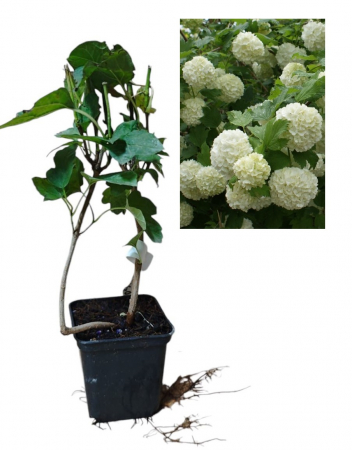 Arbori decorativi - Calin (Viburnum opulus 'Roseum') , bulgare de zapada , ghiveci
