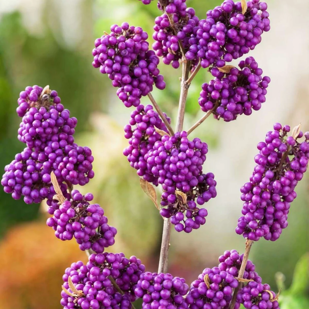 Toate produsele - Callicarpa profusion 5-10 cm bobite mov