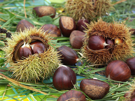 Pomi fructiferi - Castan comestibil Voliotica 120-150 cm