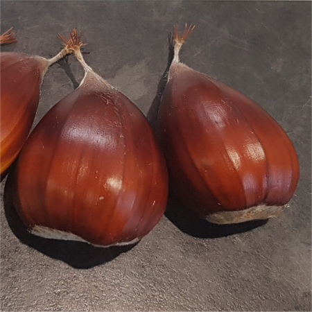 Castan comestibil Volou140-160 cm , radacina libera [0]