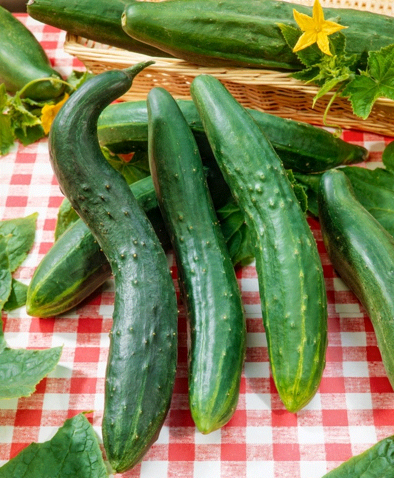 Legume - Castravete chinezesc Slangen , 5g seminte