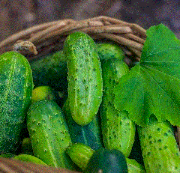 Legume - Castravete de camp Ares F1 , 5g seminte