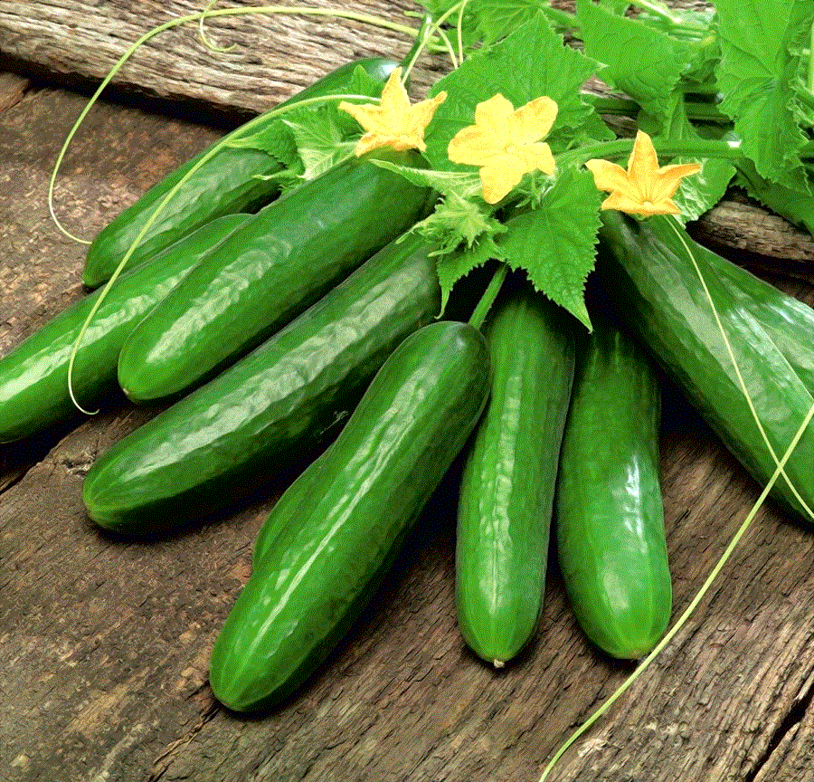 Toate produsele - Castravete Gergana pentru salata , 5g seminte