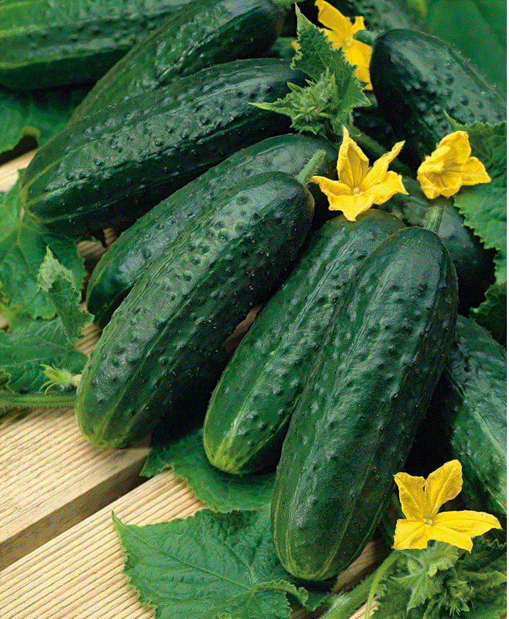 Legume - Castravete olandez Nadusha F1 , 1g seminte