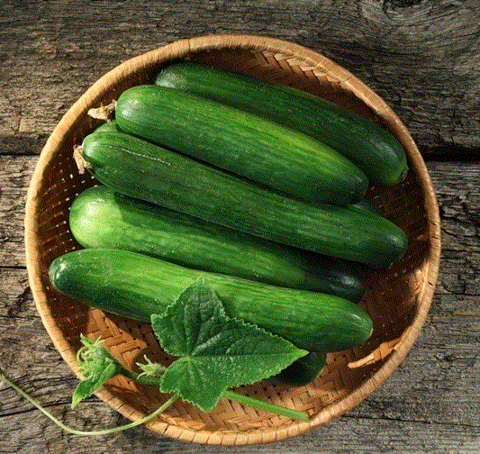Legume - Castravete pentru sere hibrid Marta F1 , 1g seminte