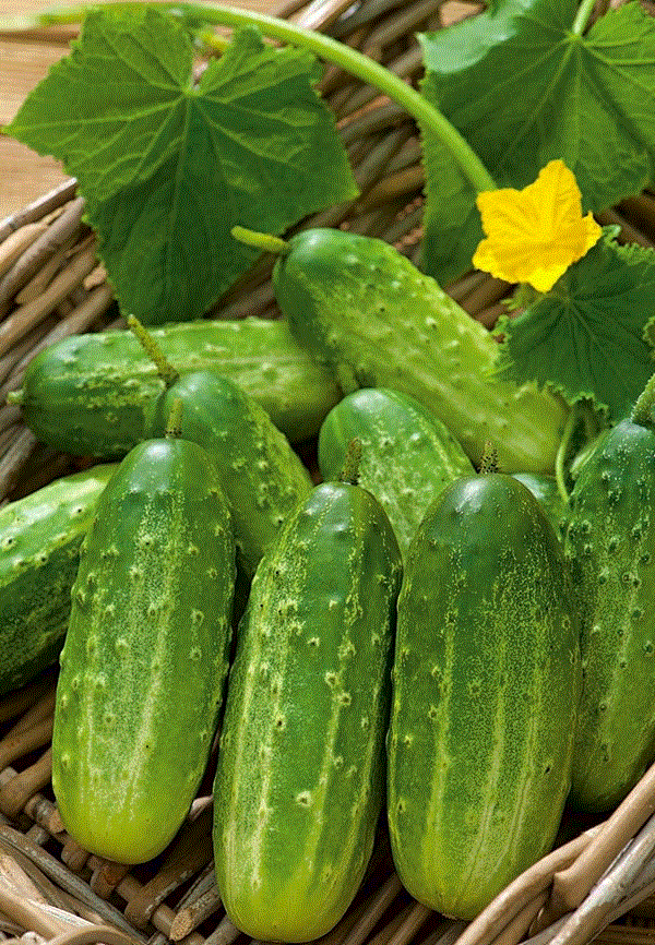 Legume - Castravete Polan F1 mediu timpuriu , 5g seminte