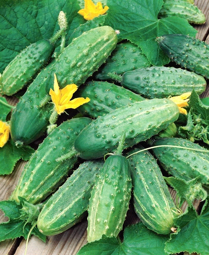 Fructe - Castravete Soplica F1 , 5g seminte