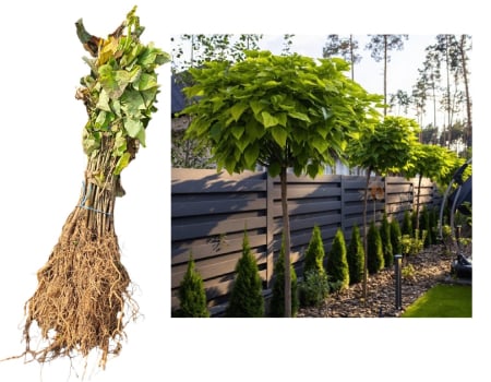 Copaci forestieri - Catalpa - Arborele trompeta 50-60cm , radacina libera