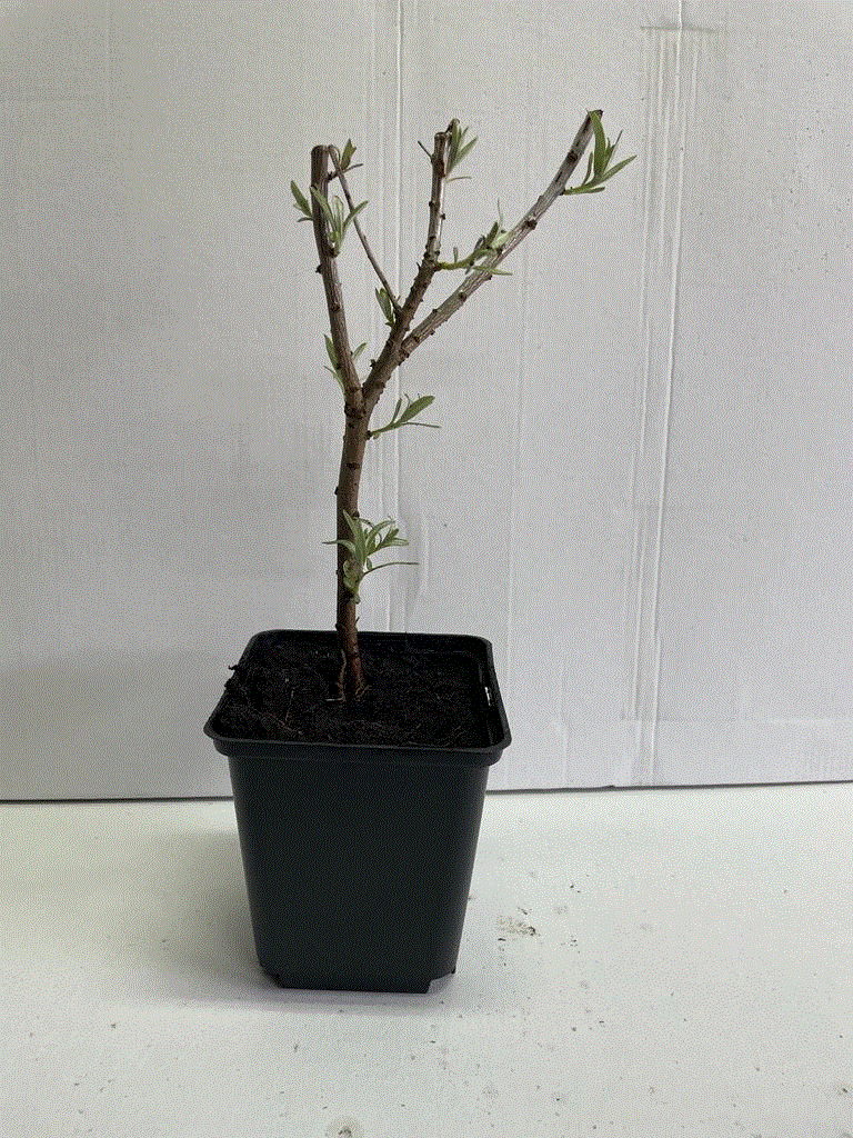 Copaci fructiferi - Catina autofertila , Hippophae rhamnoides Friesdorfer Orange