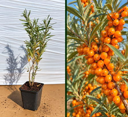 Toate produsele - Cătină Friesdorfer Orange Autofertilă la Ghiveci 20-40 cm