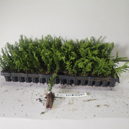 Chiparos Columnaris Ellwoodii gri-albastru 5cm , gard viu vesnic verde [0]