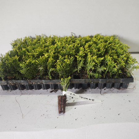 Chiparos galben 5cm (Chamaecyparis law. Ivonne) , gard viu [0]