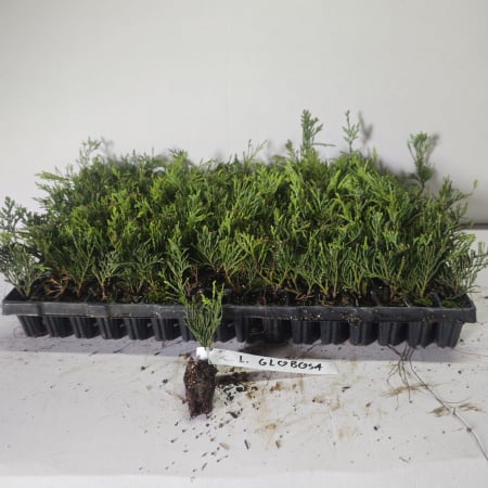 Conifere - Chiparos glob 5cm  (Chamaecyparis law. Globosa) , tuia glob