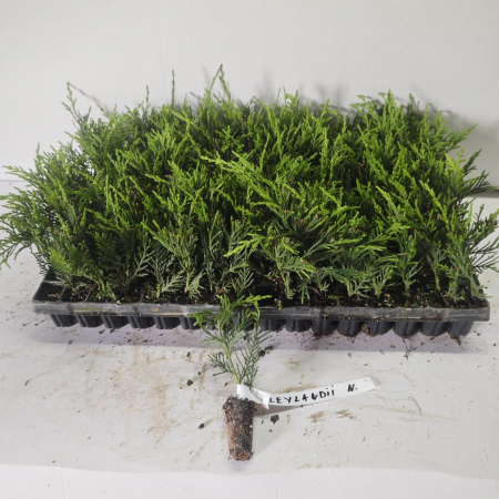 Toate produsele - Chiparos Leylandii verde 5-10 cm , gard viu