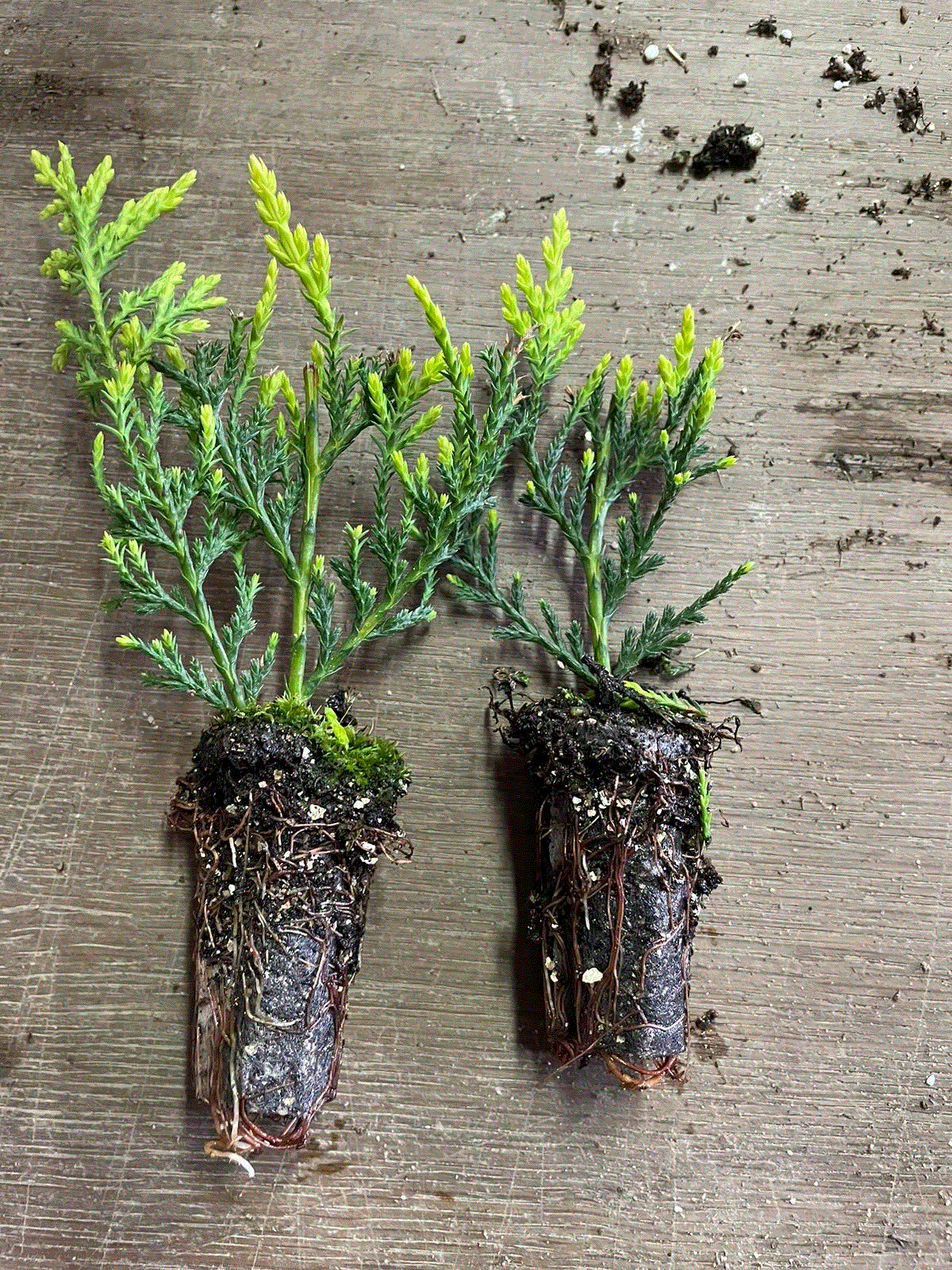 Toate produsele - Chiparos Leylandii verde deschis , gard viu