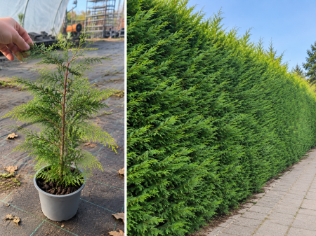 Gard Viu & Paravane Veșnic Verzi - Chiparos Leylandii Verde 40-60 cm la Ghiveci – Ideal pentru Gard Viu Dens și Rapid