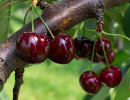 Cires - Cires Karina 120-150 cm, radacina libera