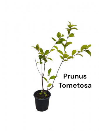 Copaci fructiferi - Cires Naking (Prunus Tomentosa) 30-40 cm