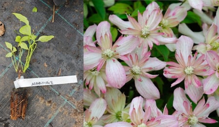 Gard viu - Clematis montana Marjorie – plantă cățărătoare cu flori roz