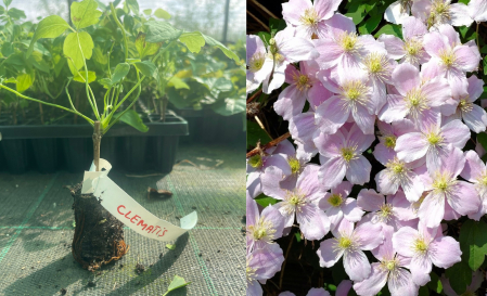 flori - Clematis montana roz 5-10cm  ‘Fragrant Spring’ clematita