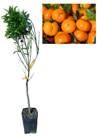 Citrice - Clementin de Corsica fara samburi 80-100cm