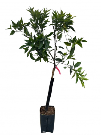 Citrice - Clementin Hernandina dulce fara samburi (Citrus clementina) 80-120 cm