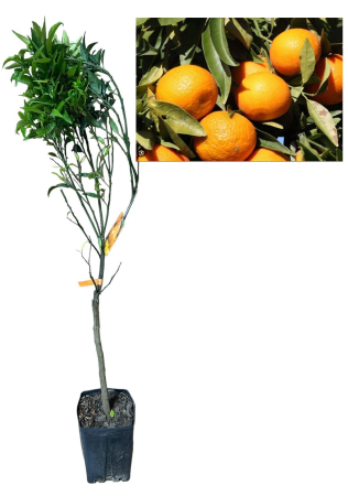 Citrice - Clementin ISA fara spini si foarte dulce , 80-100cm