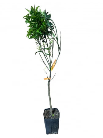 Citrice - Clementin timpuriu Precoce , Clementina Precoce 80-100cm