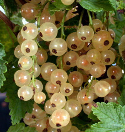 Coacăz alb ( Blanka ) 20-30 cm, radacina libera [1]